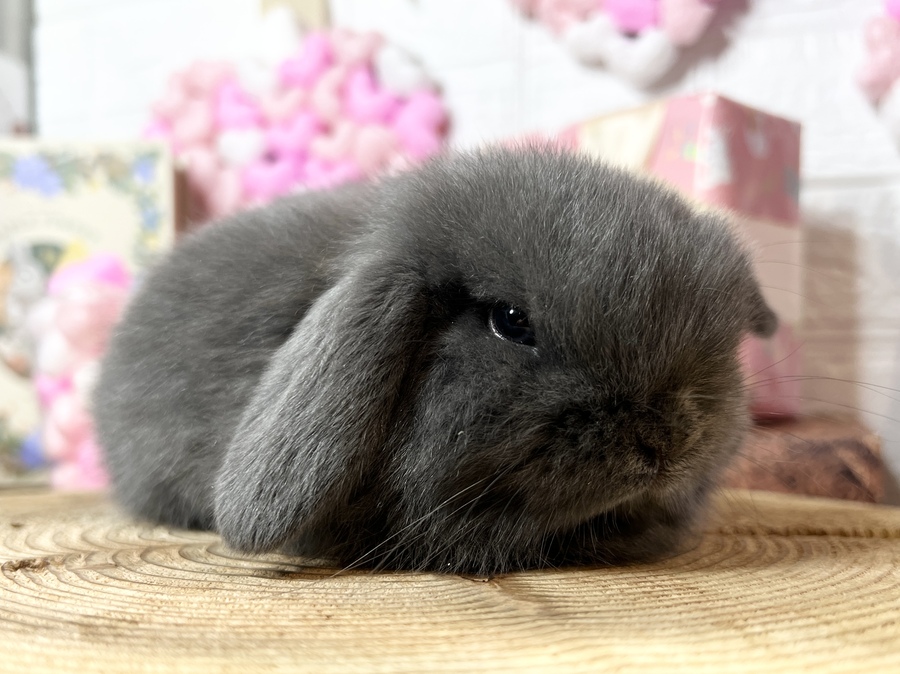 20241212ホーランドロップブルー男の子 (2).jpg