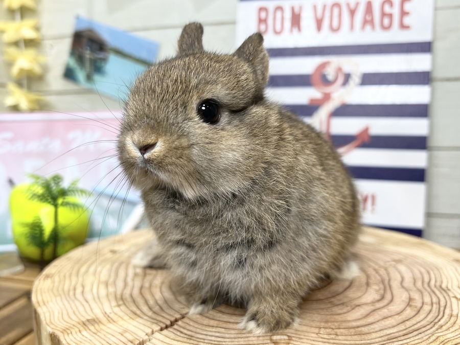 チェスバナ.jpg