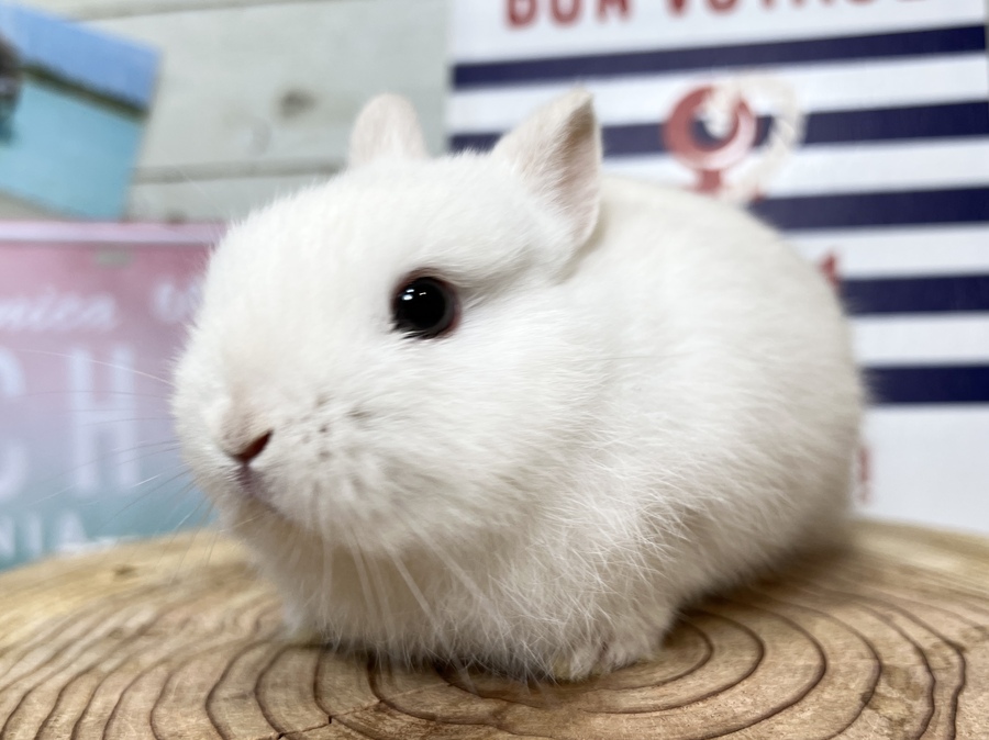 frostybana.jpg
