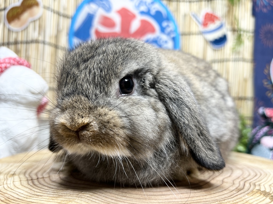 ロップチェスバナ.jpg