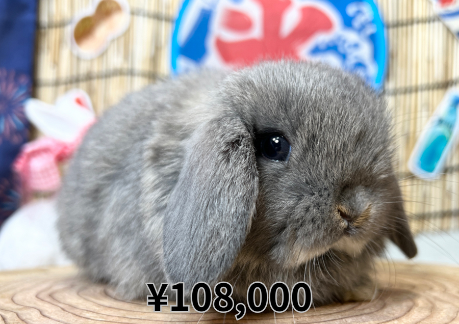 オパール売約済みバナ.PNG