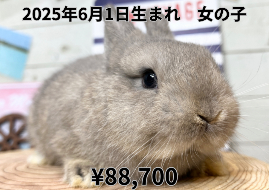 オパール20250601.2.PNG