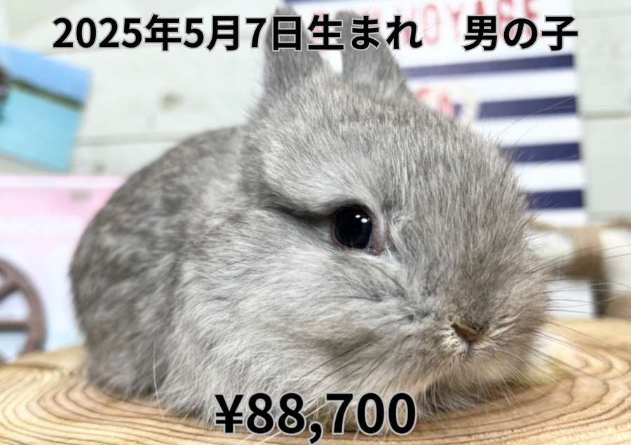 スクワーレル20250507.PNG