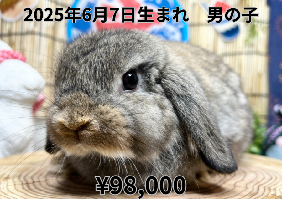 チェスナット20250607.PNG