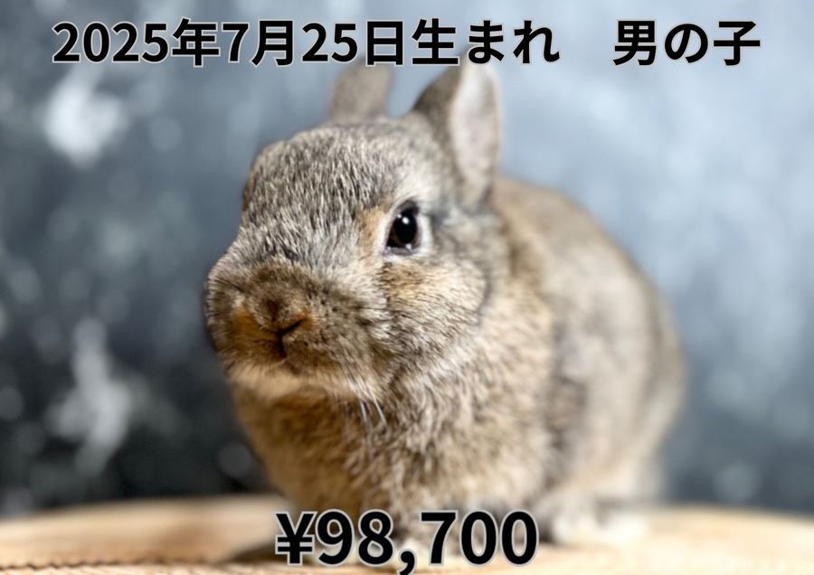チェスナット20250720.PNG