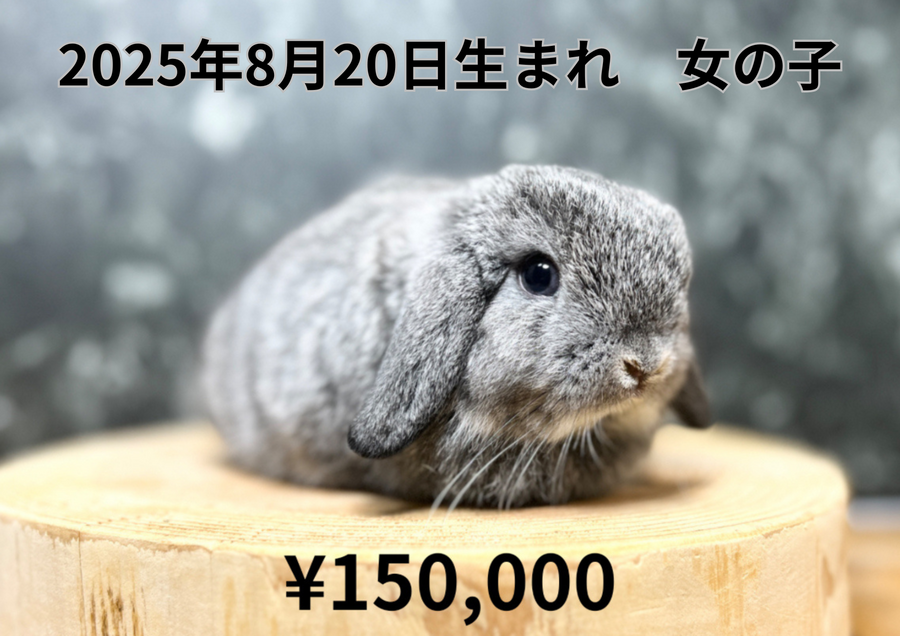 チンチラ20250820.PNG