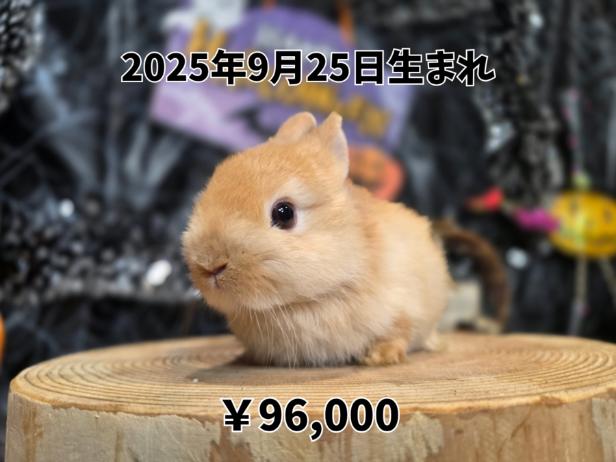 ネザーランドドワーフ オレンジ20250925.png