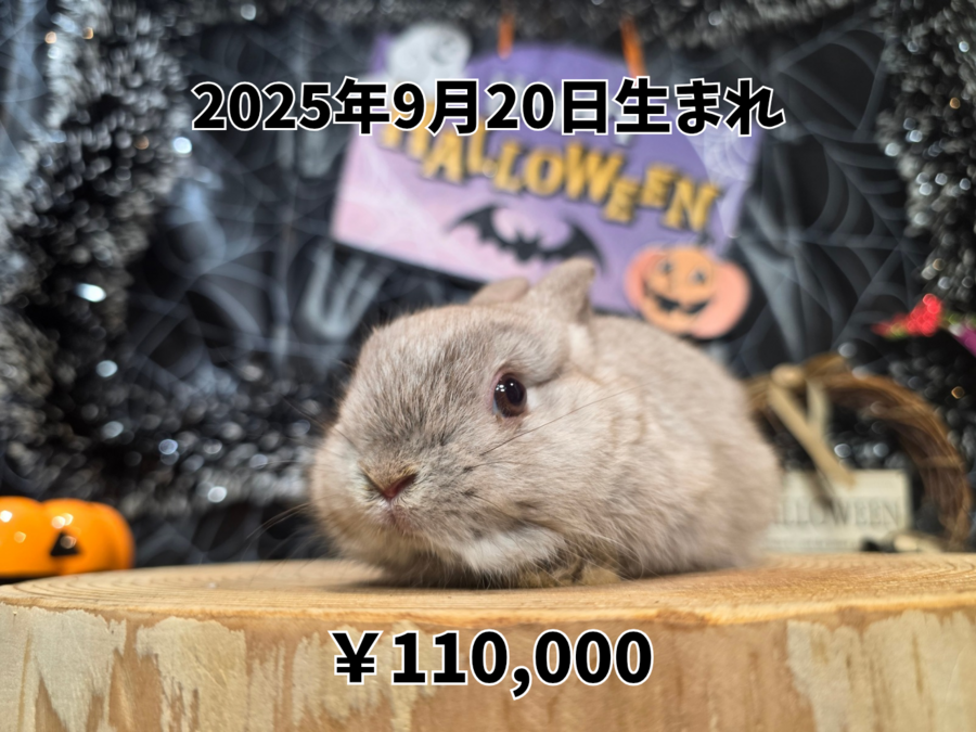 ネザーランドドワーフチョコレートチンチラ20250920.png