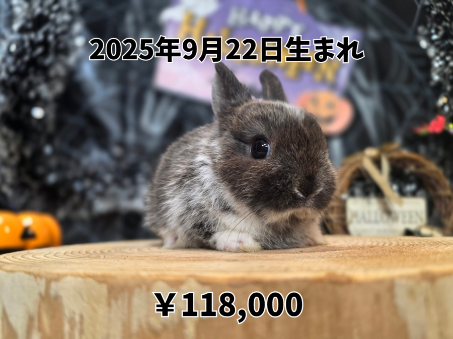 ネザーランドドワーフ ブロークンスティールブラック20250922.png