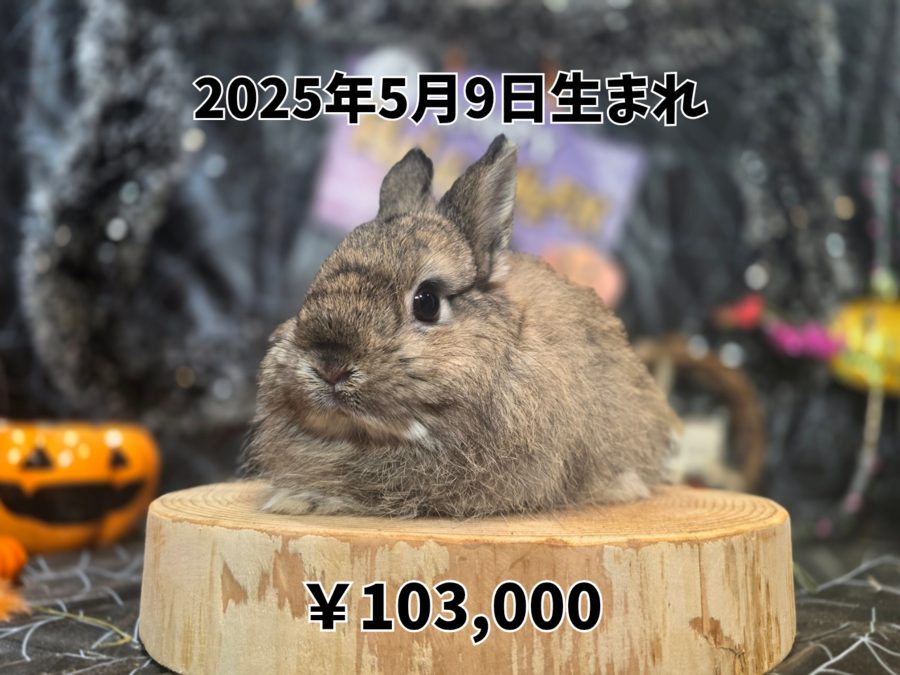 ネザーランドドワーフ チェスナット20250509.png