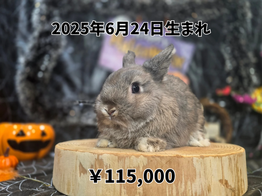 ネザーランドドワーフオパール20240624.png