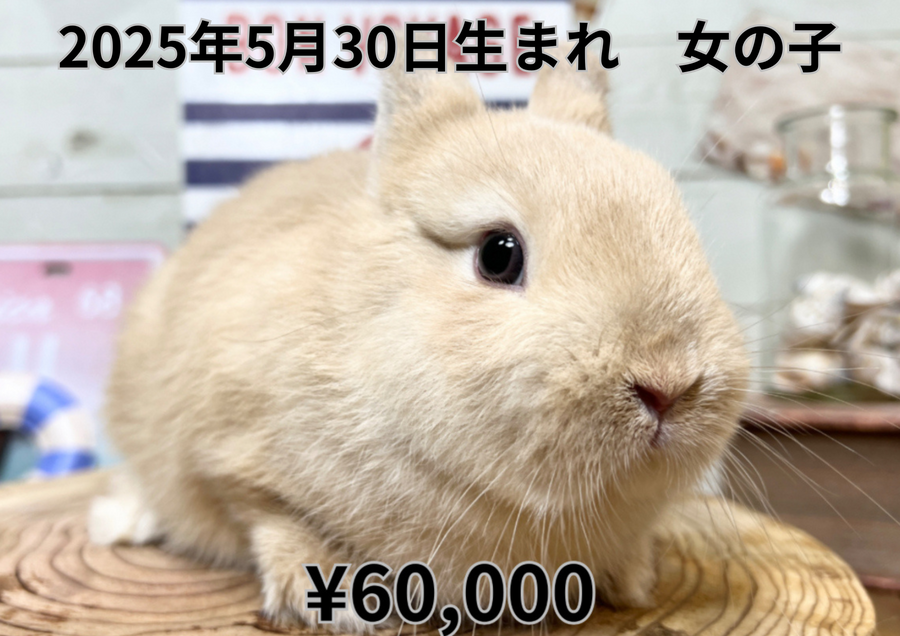 フォン20250530.PNG