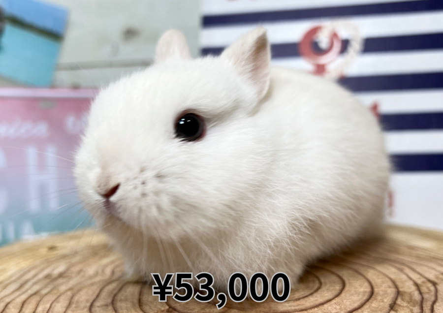 フロスティ女の子バナ.PNG