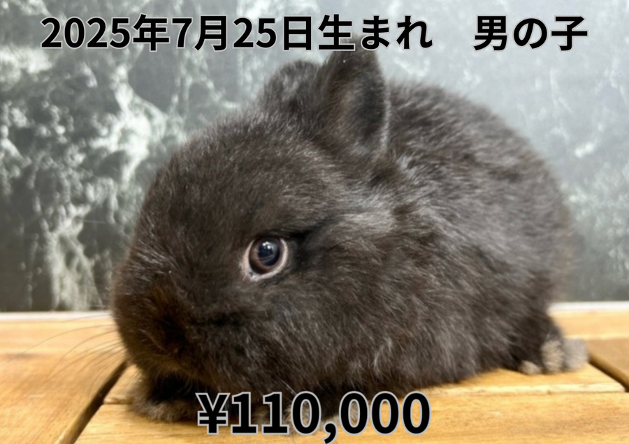 ブラック20250725.PNG
