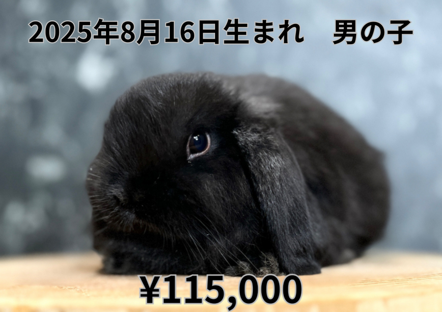 ブラック20250816.PNG