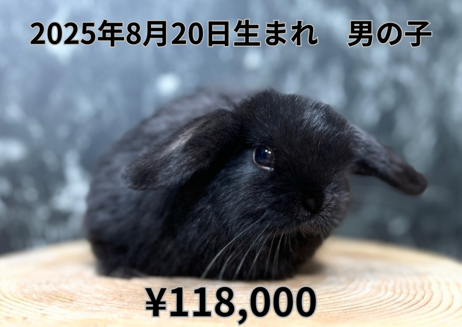 ブラック20250820.PNG