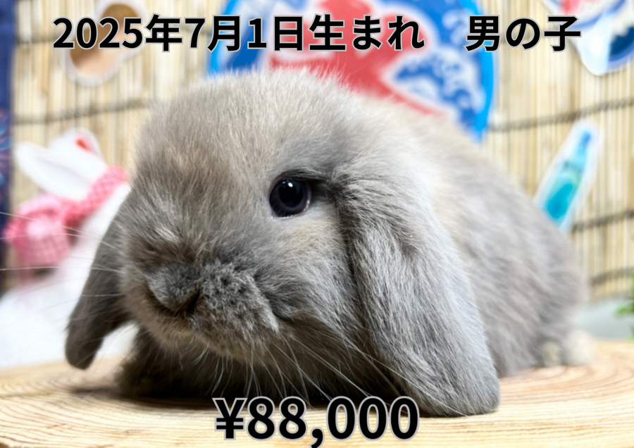 ブルートート20250701.PNG