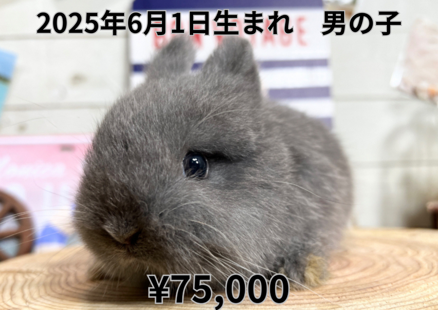 ブルー20250601.PNG