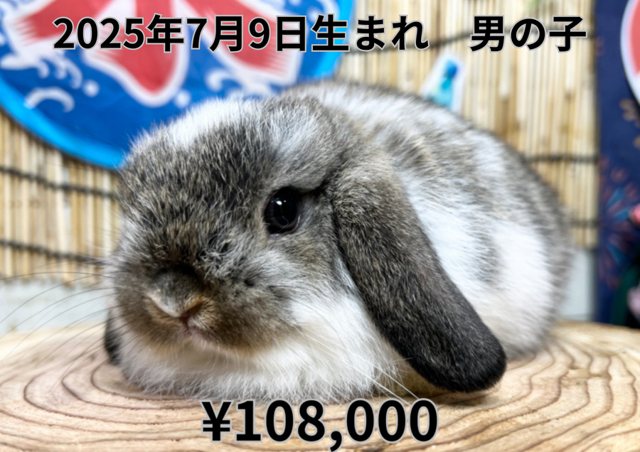 ブロークンチェスナット20250709.PNG