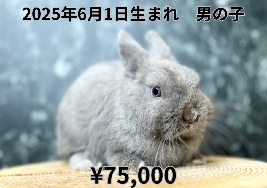 ライラック'0250601.PNG