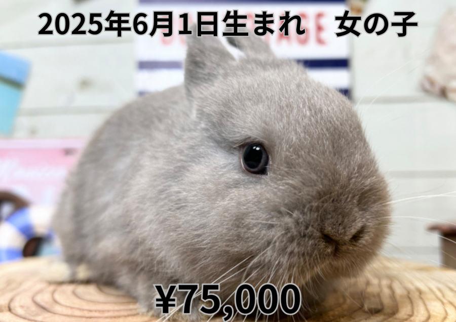 ライラック20250601.2.PNG
