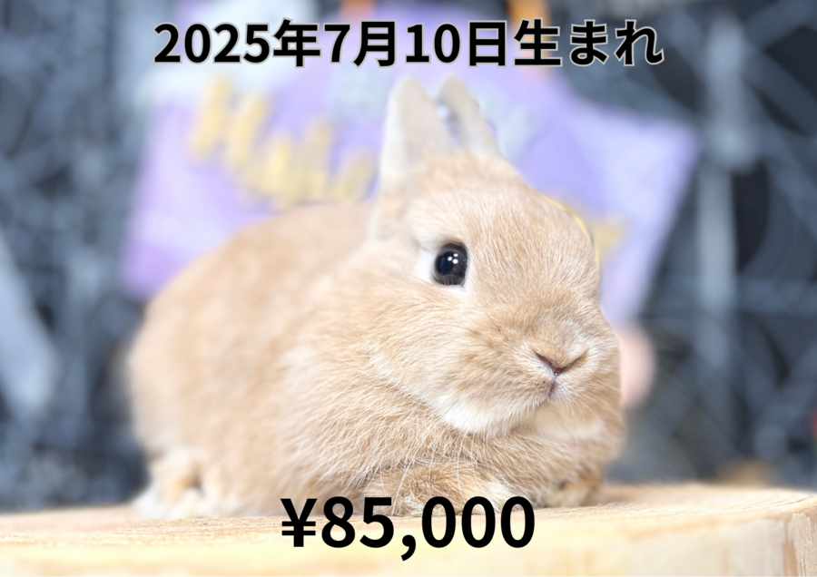 20250710フォンバナ２.PNG