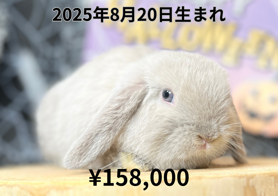 20250820スモパバナ.PNG