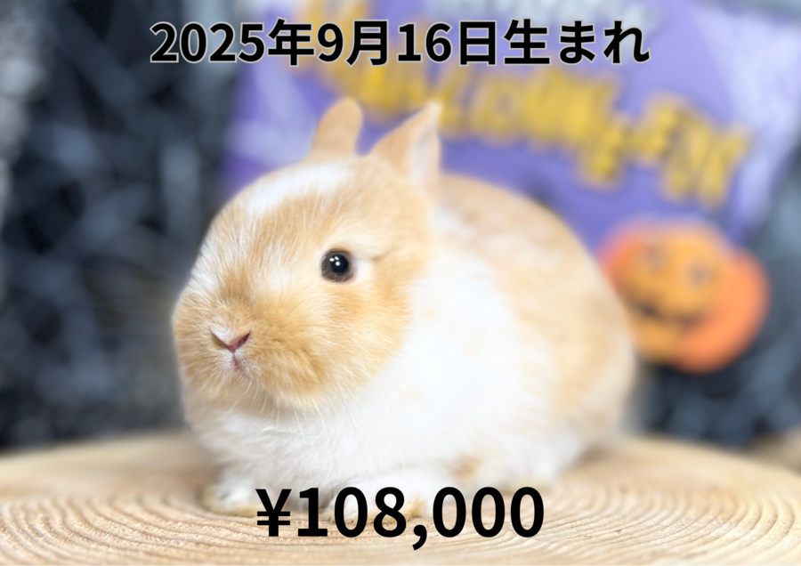 20250916BRオレンジバナ.PNG