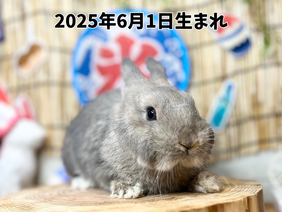 ネザーランドドワーフ オパール_20251109_182032_0000.png