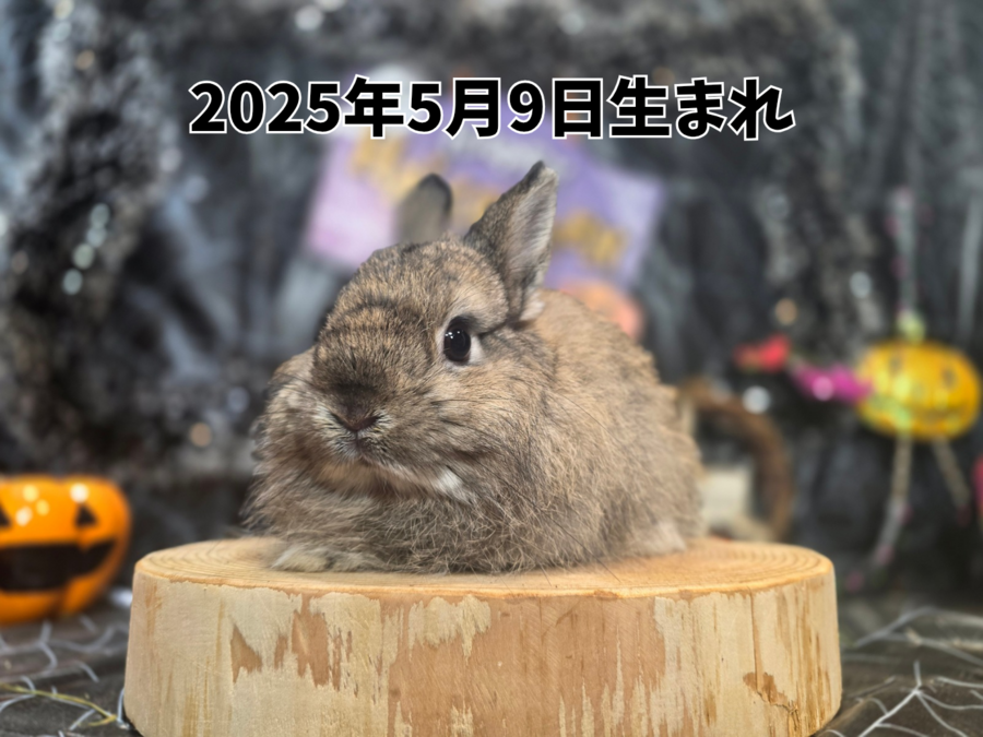 ネザーランドドワーフ チェスナット_20251108_170338_0000.png