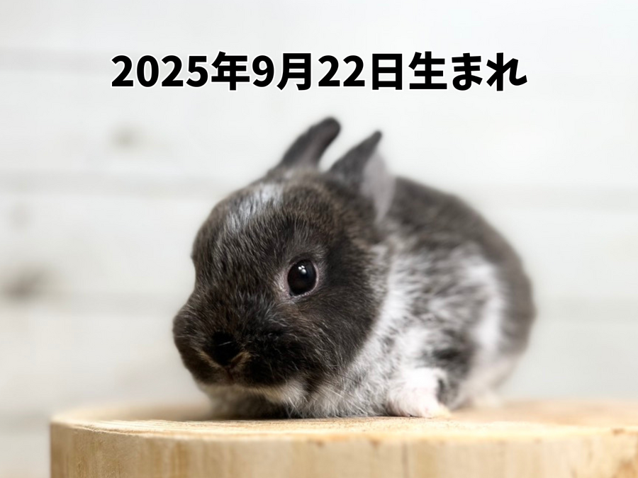 ネザーランドドワーフ ブロークンスティールブラック_20251108_173607_0000.png