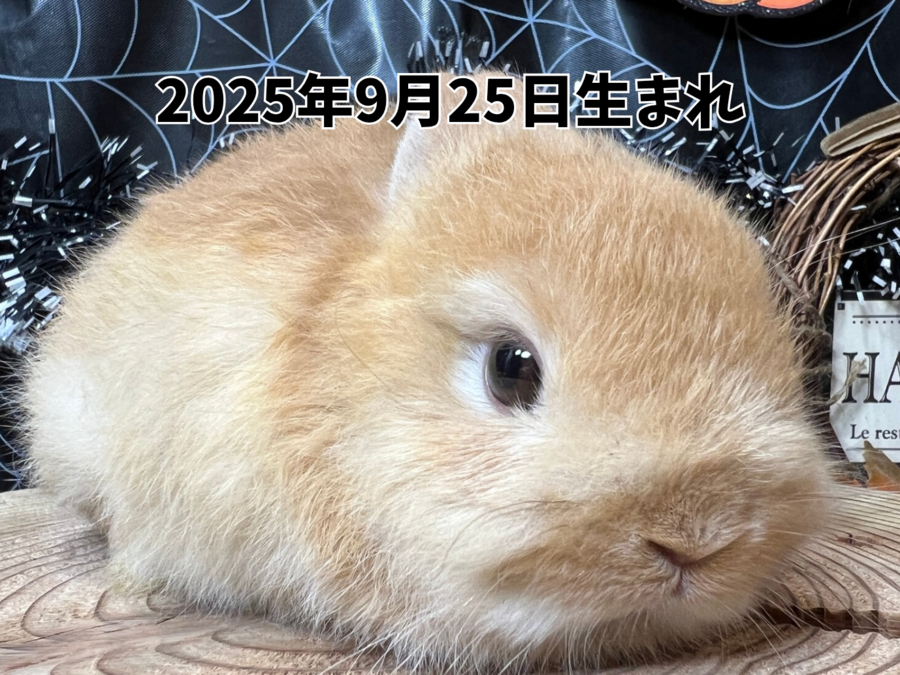 ネザーランドドワーフ オレンジ_20251108_174107_0000.png