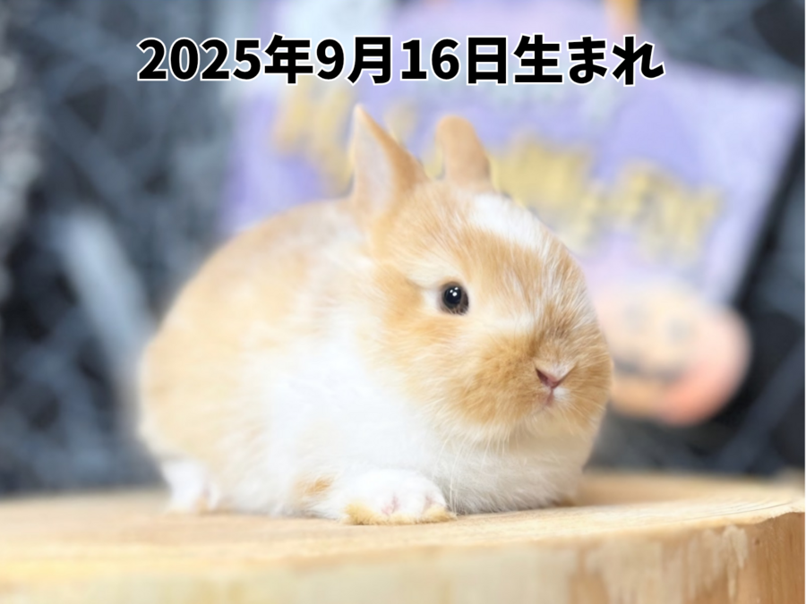ネザーランドドワーフ ブロークンオレンジ_20251108_181453_0000.png