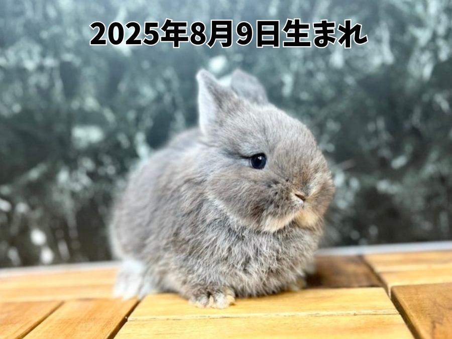 ネザーランドドワーフ オレンジ_20251108_183421_0000.png