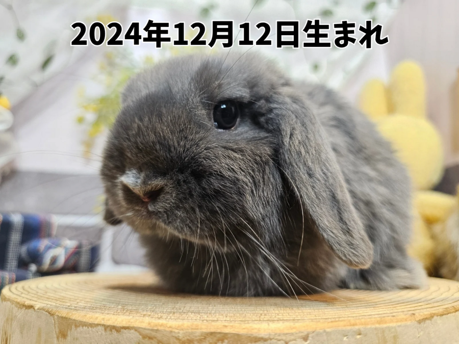 ネザーランドドワーフ オレンジ_20251109_191722_0000.png