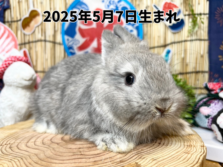 ネザーランドドワーフ スクワーレル_20251109_183342_0000.png