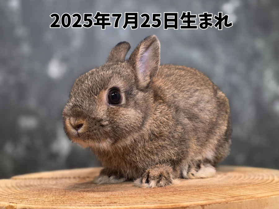 ネザーランドドワーフ チェスナット_20251108_184723_0000.png