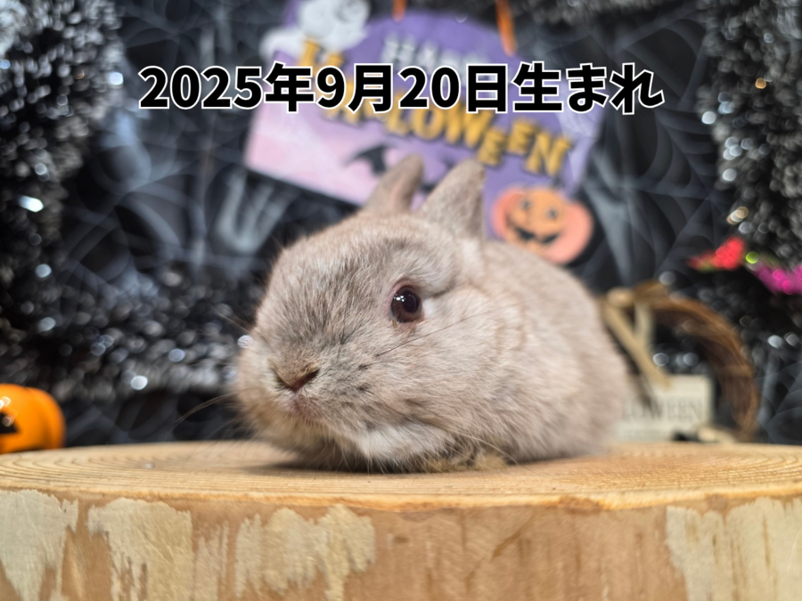 ネザーランドドワーフ チョコレートチンチラ_20251108_163650_0000.png