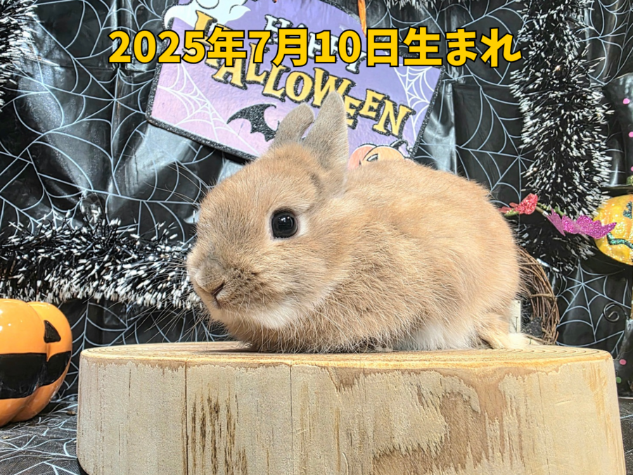 ネザーランドドワーフ フォン_20251108_180438_0000.png