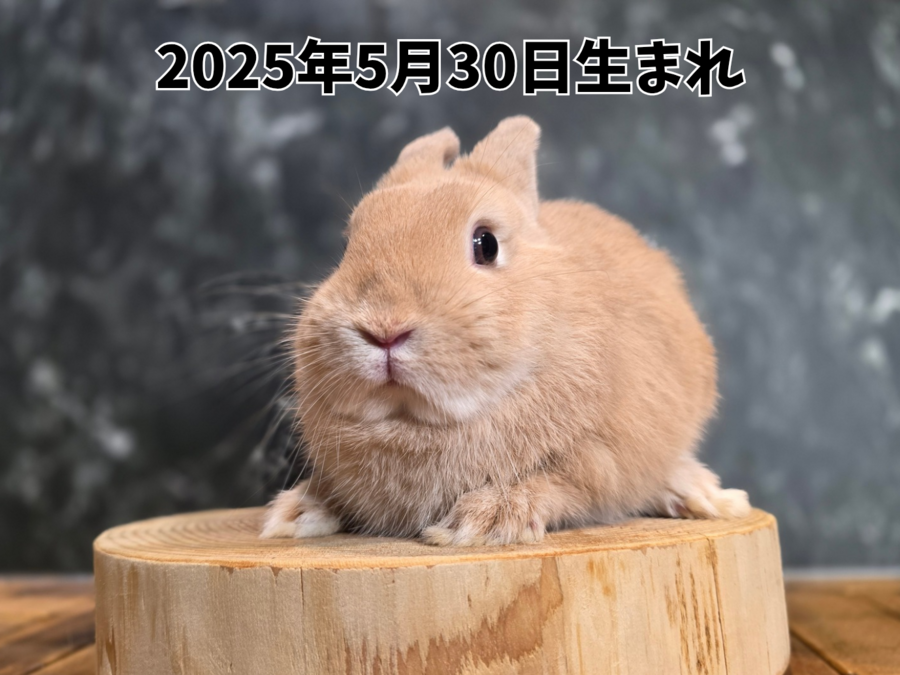 ネザーランドドワーフ フォン_20251109_181645_0000.png