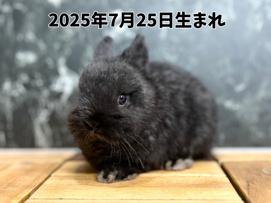 ネザーランドドワーフ ブラック_20251109_092525_0000.png