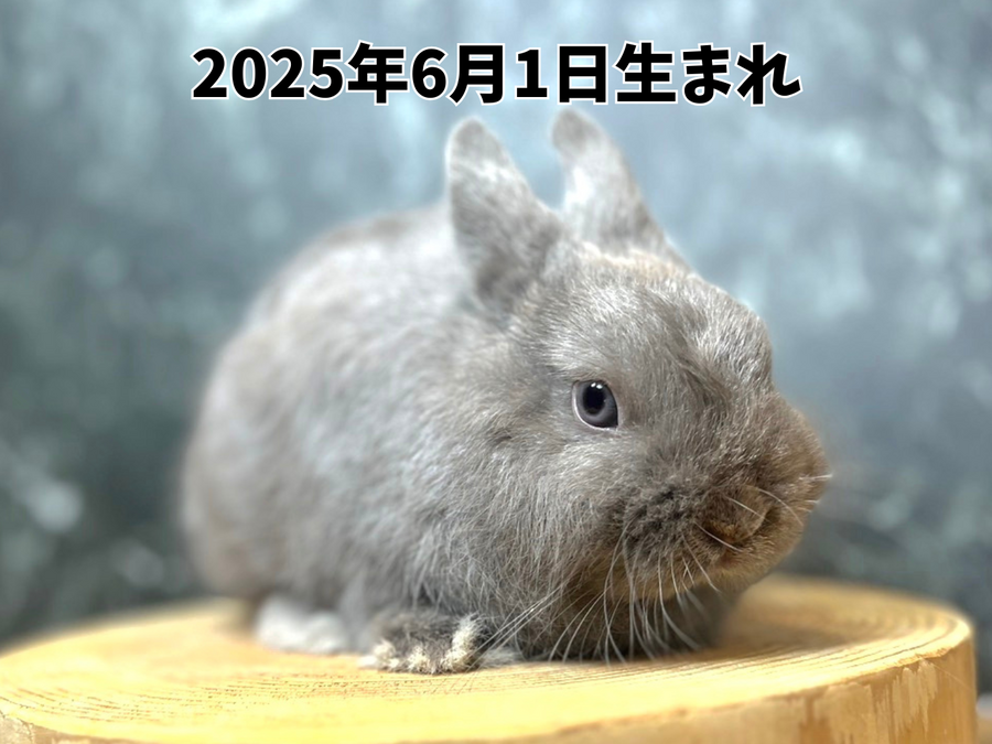 ネザーランドドワーフ ライラックオス_20251109_180649_0000.png