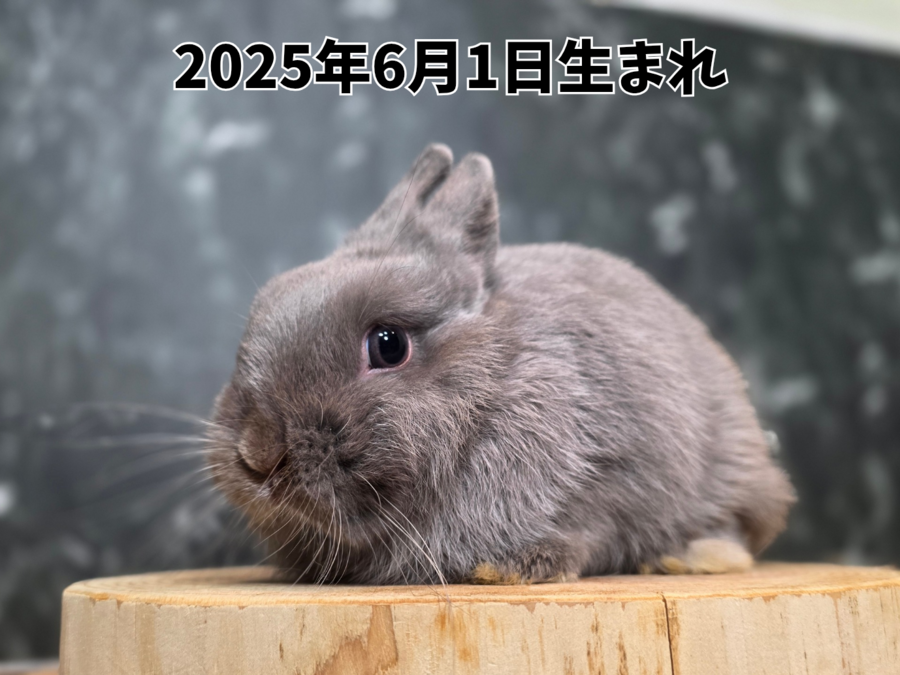 ネザーランドドワーフ ライラックメス_20251109_180936_0000.png