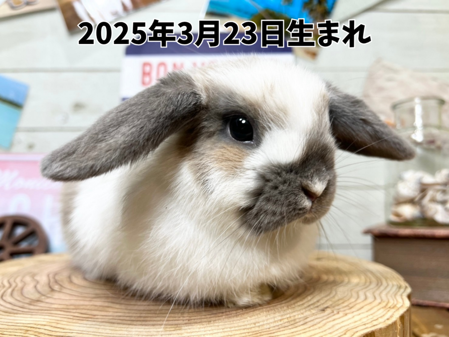 ネザーランドドワーフ bブルートート_20251109_190005_0000.png