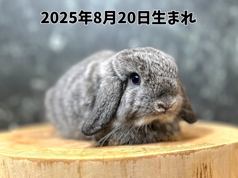 ホーランドロップチンチラ_20251108_181100_0000.png