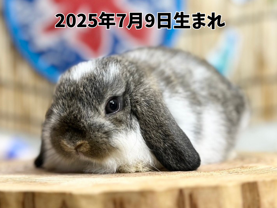 ホーランドロップ_ブロークンチェスナット20251109_092921_0000.png