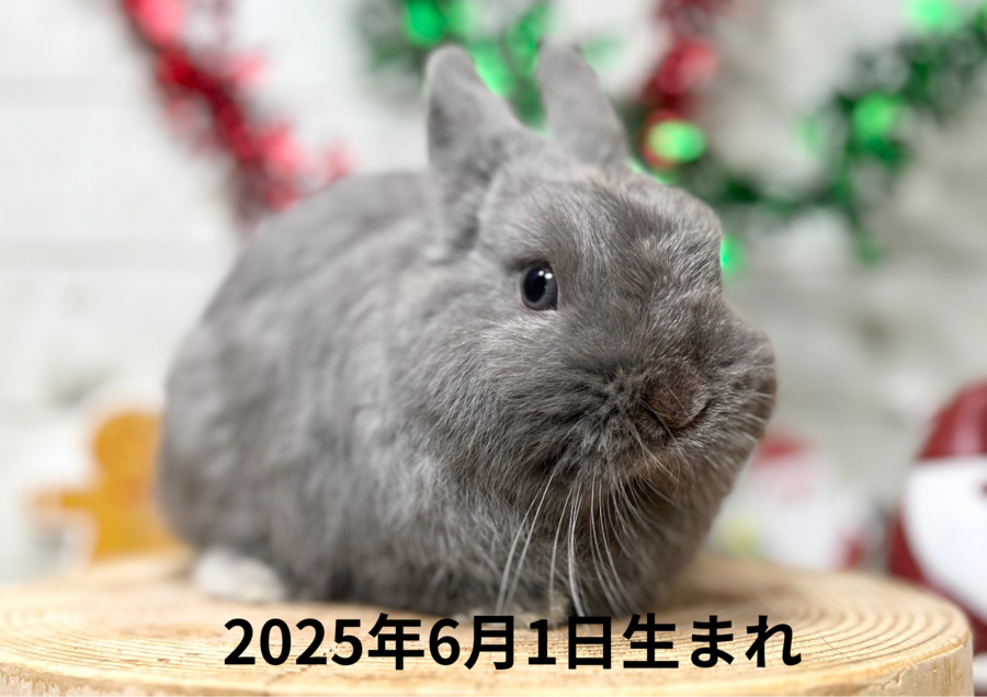 20250601nlbバナ.PNG