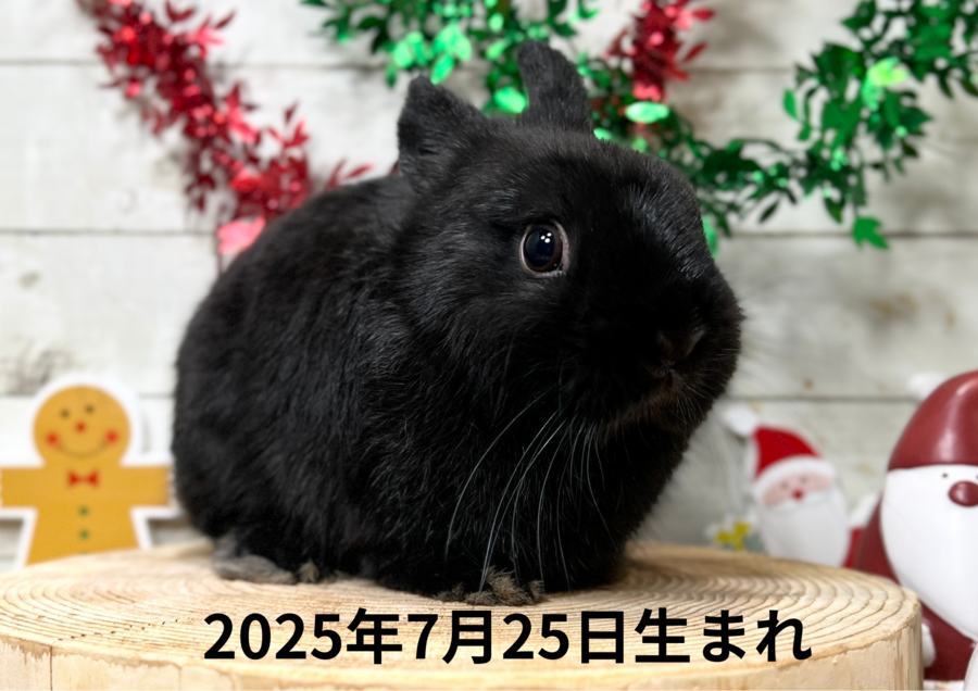 20250725nbバナ.PNG