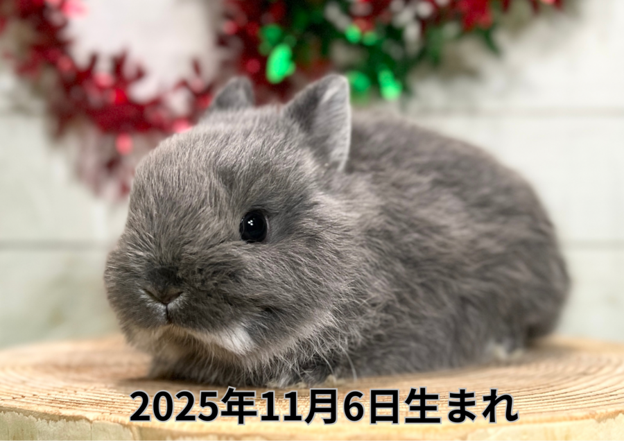 バナー変更 (10).PNG