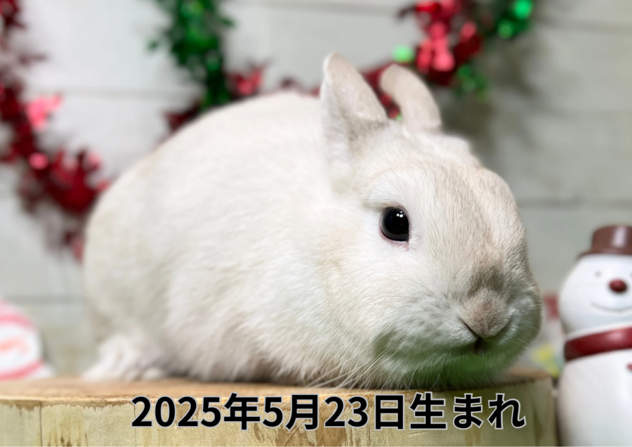 バナー変更 (6).PNG